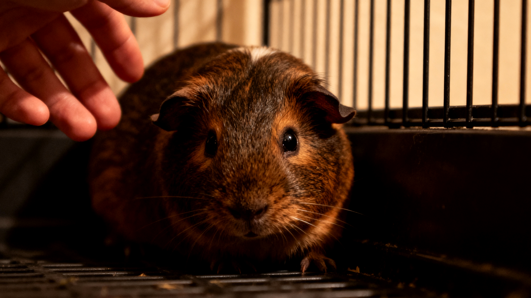 Erwachsene Meerschweinchen zeigen oft Verhaltensprobleme wie Beißen, Verstecken oder mangelnde Kooperation, da sie bereits gefestigte Gewohnheiten haben und schwerer zu trainieren sind als junge Tiere"